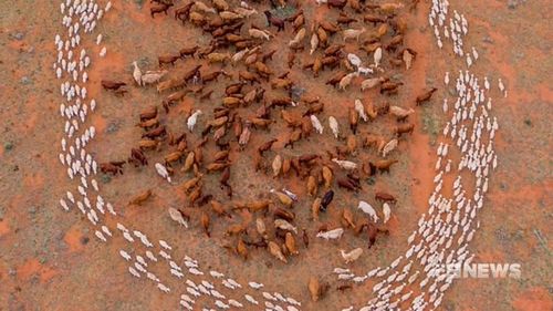 This drone image shows the parched land caused by the drought in part of NSW.