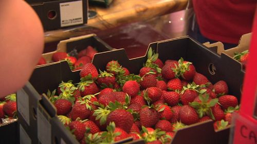 Some bought strawberries by the box.