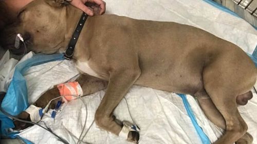 Puppy dies protecting children from venomous snake