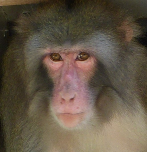 Darwin is all grown up and now calls the Story Book Farm Primate Sanctuary in Ontario home. 