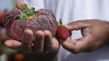 Israeli farmer Chahi Ariel holds a 289 grams strawberry in Kadima-Zoran, Israel, Thursday, Feb. 17, 2022. The Guinness Book of World Records this week declared the titanic berry the largest on record. The strawberry was grown on Ariels farm near the city of Netanya in central Israel in February 2021, but was only confirmed as the heaviest on record a year later. (AP Photo/Ariel Schalit)