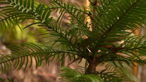 The valuable pines have been targeted by thieves. Picture: 9NEWS