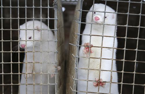 Minks look out of a cage at a fur farm in the village of Litusovo, northeast of Minsk, Belarus