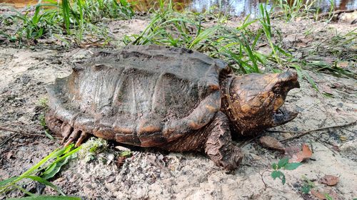 Two large males and a female were discovered by FWC. 