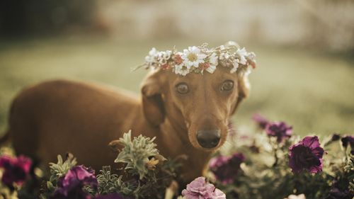 Decked out in a flower crown, Cindi wasn't shy of showing off her puppy fat. (Supplied)