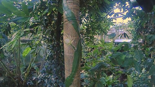 This rare Amazonian flower bloomed this week for the first time.