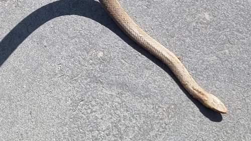 Sean Cade removed this eastern brown snake from a western Sydney home. He said it's not rare to find two different venomous snakes on the same property, debunking an urban myth.