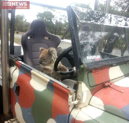 Paws on the wheel. (9NEWS)