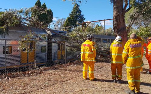 Emergency crews worked to remove the fallen tree from overhead wires. 