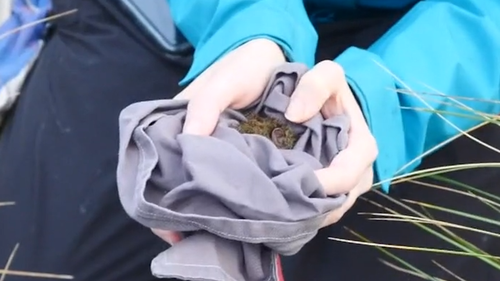 A rare native rodent that hasn't been seen for more than 30 years has been re-discovered at Wilsons Promontory south-east of Melbourne.