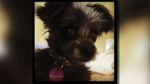 Cupcake was adopted out in Adelaide.