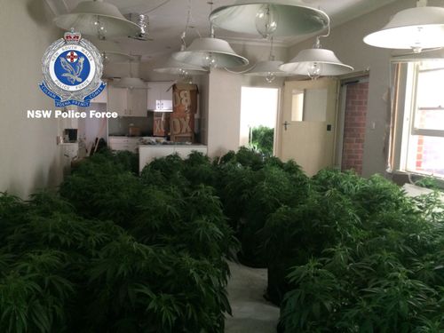 The plants have an estimated street value of $6.2 million. Picture: NSW Police