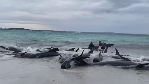 Experts are holding emergency meetings after as many as 70 pilot whales have stranded themselves on a beach in Western Australia.Onlookers have rushed to the scene hoping to help the mammals, which were earlier spotted in an unusual clustering ﻿150 metres off Cheynes Beach, about 60 kilometres east of Albany.
Later this afternoon the whales started swimming onto the sand, beating their tails﻿, flailing around and lining up side by side.