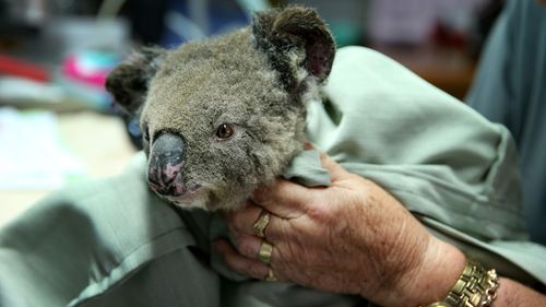 An urgent inquiry is being held to discuss the extent of damage to koala habitats.