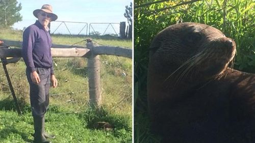 Mr Neumann with the seal pup found in his paddock. (9NEWS)