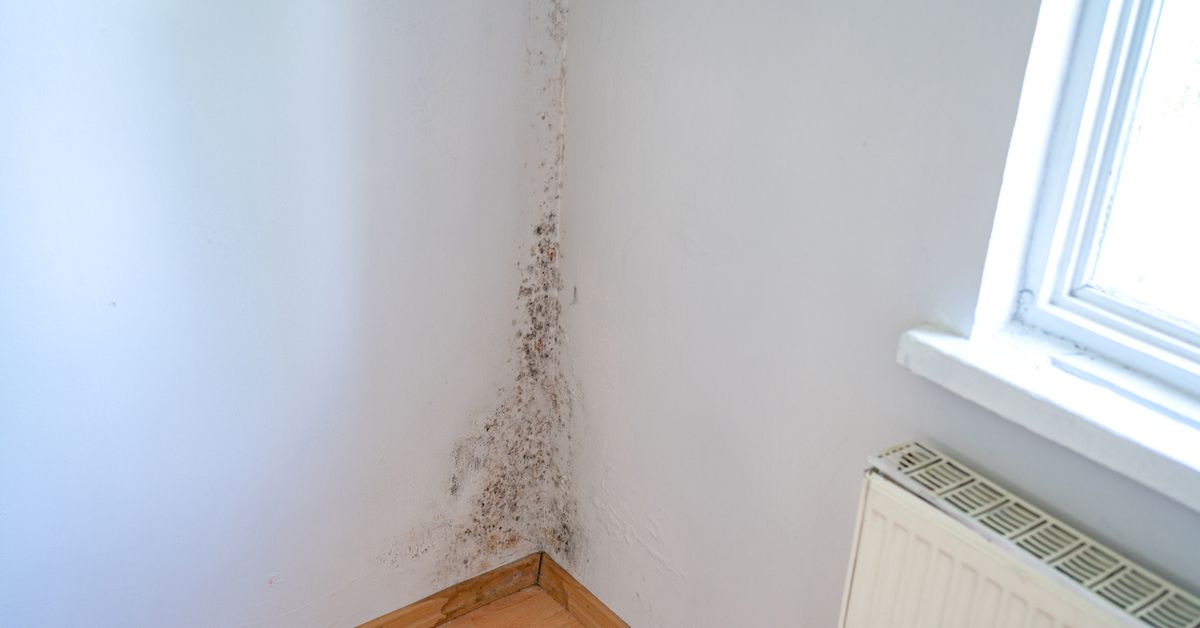 Can I paint over mould? Expert warns doing this to mouldy walls can