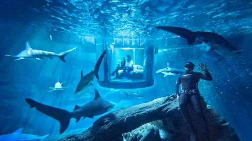 Bedroom suspended in shark tank named world's first underwater Airbnb