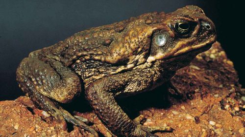 Toxin used to trap cane toad tadpoles