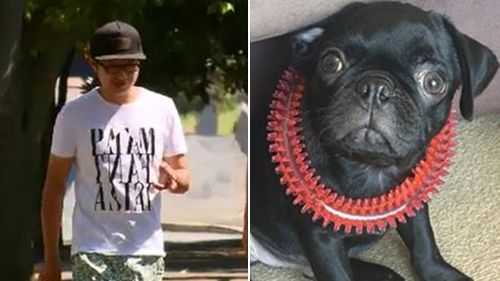 Owner of pet pug Egg 'stolen' at knife point charged after allegedly making up theft