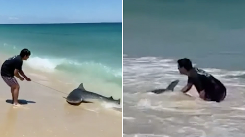 The tiger shark was quickly released back into the water.