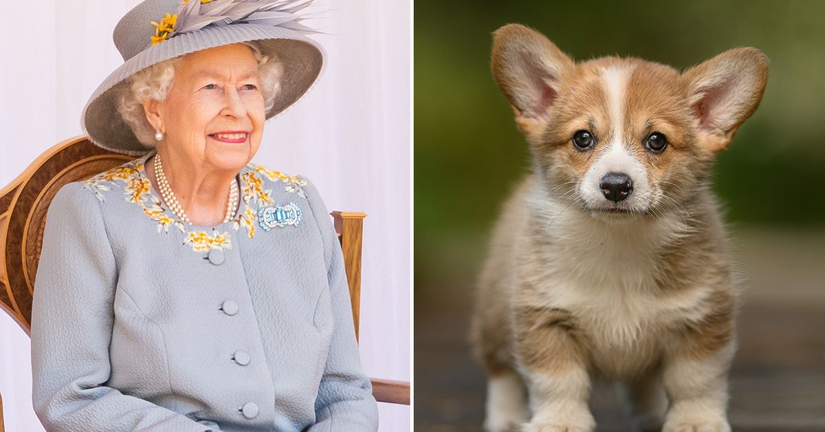 Queen Elizabeth receives new corgi puppy for 95th birthday - 9Honey
