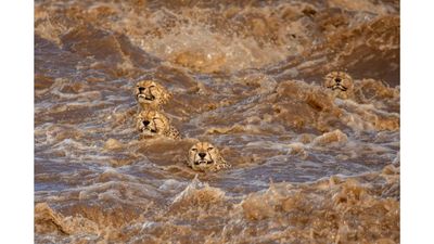 Cheetahs brave a raging flooded river 