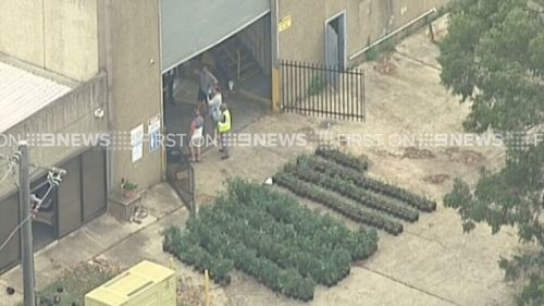 The plants were allegedly found at a commercial property. (9NEWS)