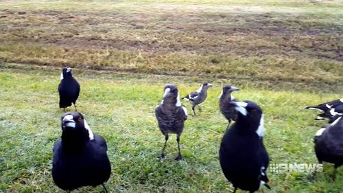 UWA researchers said magpies living in larger groups are more intelligent than those in smaller groups. (9NEWS)