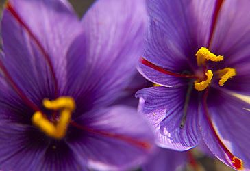 What part of the crocus flower is used to produce saffron?