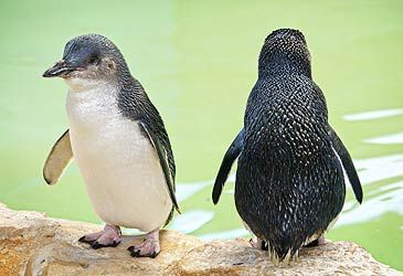 Which Australian bird is also the smallest species of penguin?