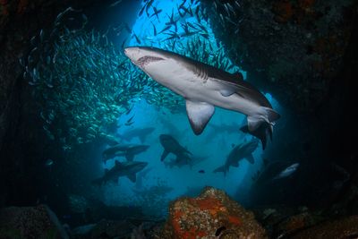 'Shark Cave'