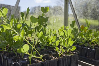 In April, trays of sweet pea seedlings in an unheated moorland greenhouse at 900ft.