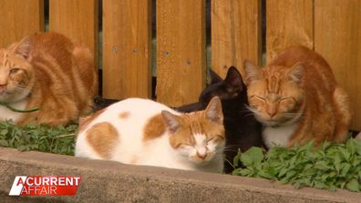 Residents call out cat-astrophic neighbourhood overrun by felines.