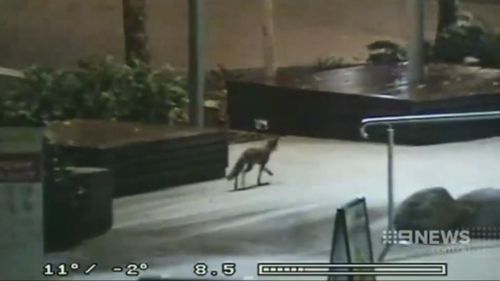 A fox caught on CCTV. (9NEWS)