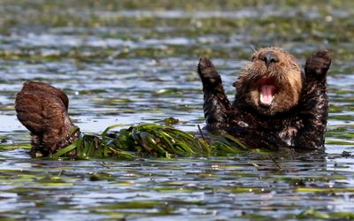 <strong>Highly Commended: "Cheering-Sea-Otter" by Penny Palmer</strong>
