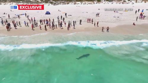 Tiger shark spotted at Perth beach