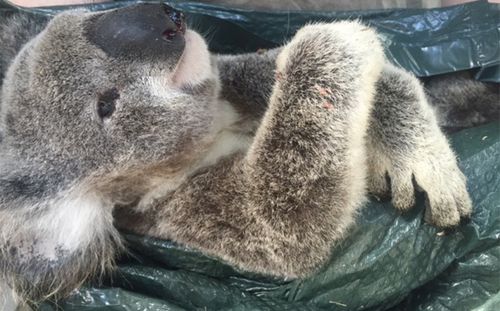 Road development blamed for koala deaths as 'trauma season' begins