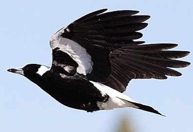 Magpie (AAP)