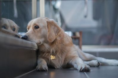 Sad dog