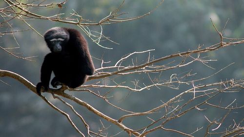 New species of gibbons named after a Star Wars character