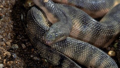 HOOK-NOSED SEA SNAKE Enhydrina schistosa. Close up showing head detail and scales. Specimen from coast of Mumbai, Maharashtra, India. stock photo