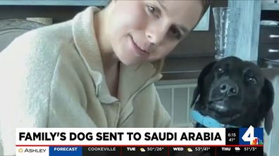 Madison Miller Bluebell dog sent to Saudi Arabia instead of Nashville