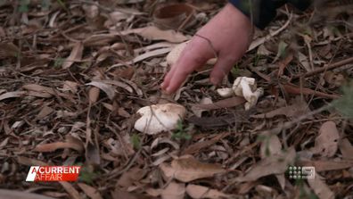 Across the country foragers are out in force as mushroom season begins, often using social media to help identify their finds.
