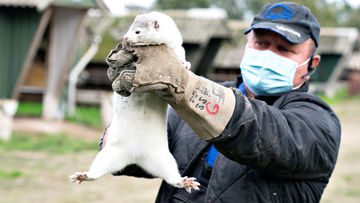 Mink breeder Thorbjoern Jepsen holds up a mink, as police forcibly gained access to his mink farm in Gjoel, Denmark