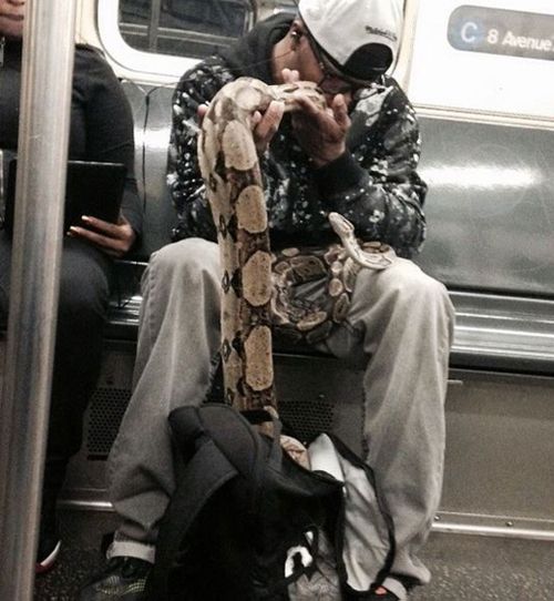 Snakes on a train startle New York subway passengers