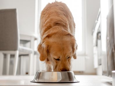 dog iStock image