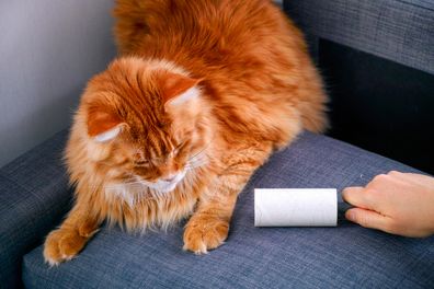 Woman hand with Lint roller removing animal hairs and fluff from gray couch. Ginger cat lying near.