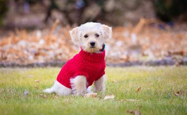 Portrait of a Cockapoo puppy dog wearing a red sweater for winter.