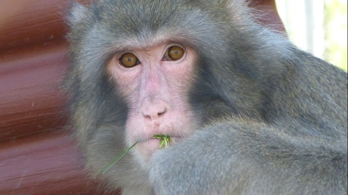Darwin se bucură acum de viața cu alte maimuțe la un adăpost de animale din Canada. 