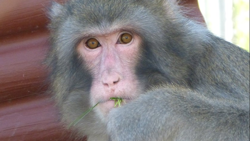 Darwin now enjoys life in the company of other monkeys at a Canadian animal shelter. 